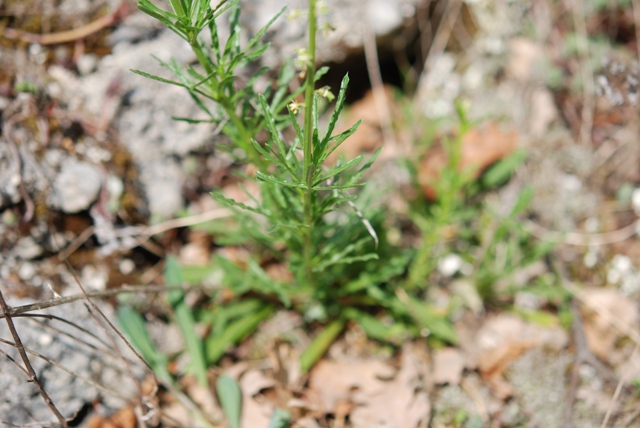 Reseda lutea