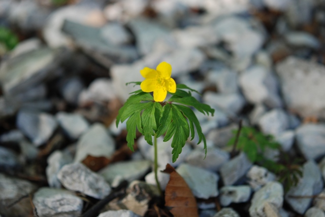 Anemonoides ranunculoides