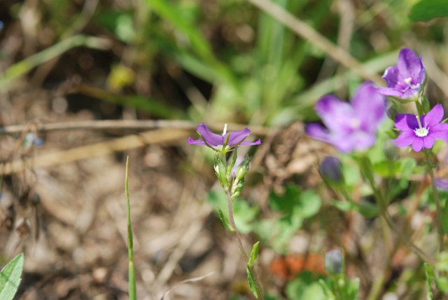 Legousia speculum-veneris