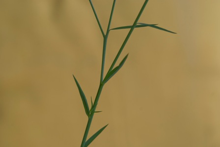 Linum bienne