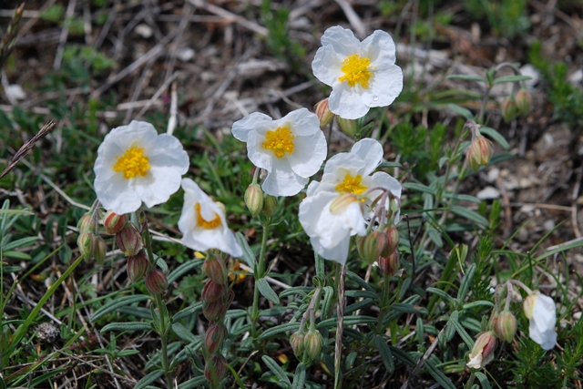 Helianthemum apenninum / Eliantemo degli Appennini