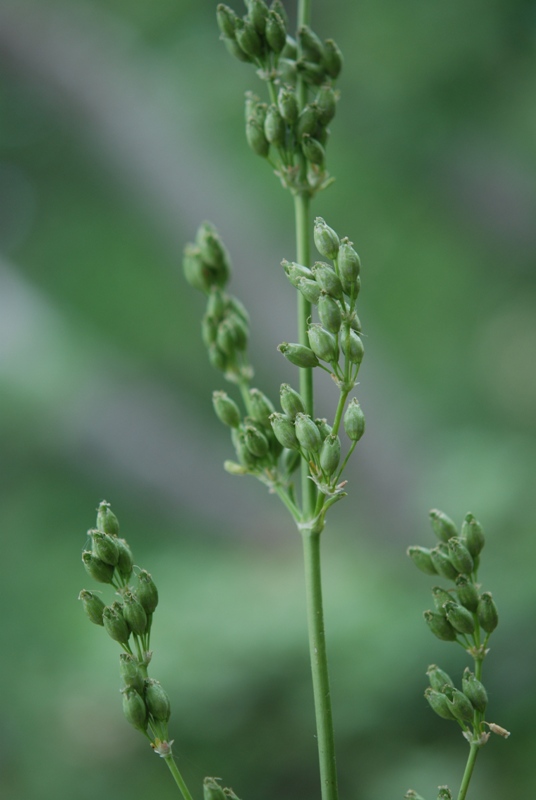 Silene otites