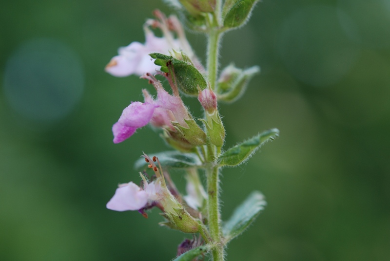 Teucrium chamaedrys