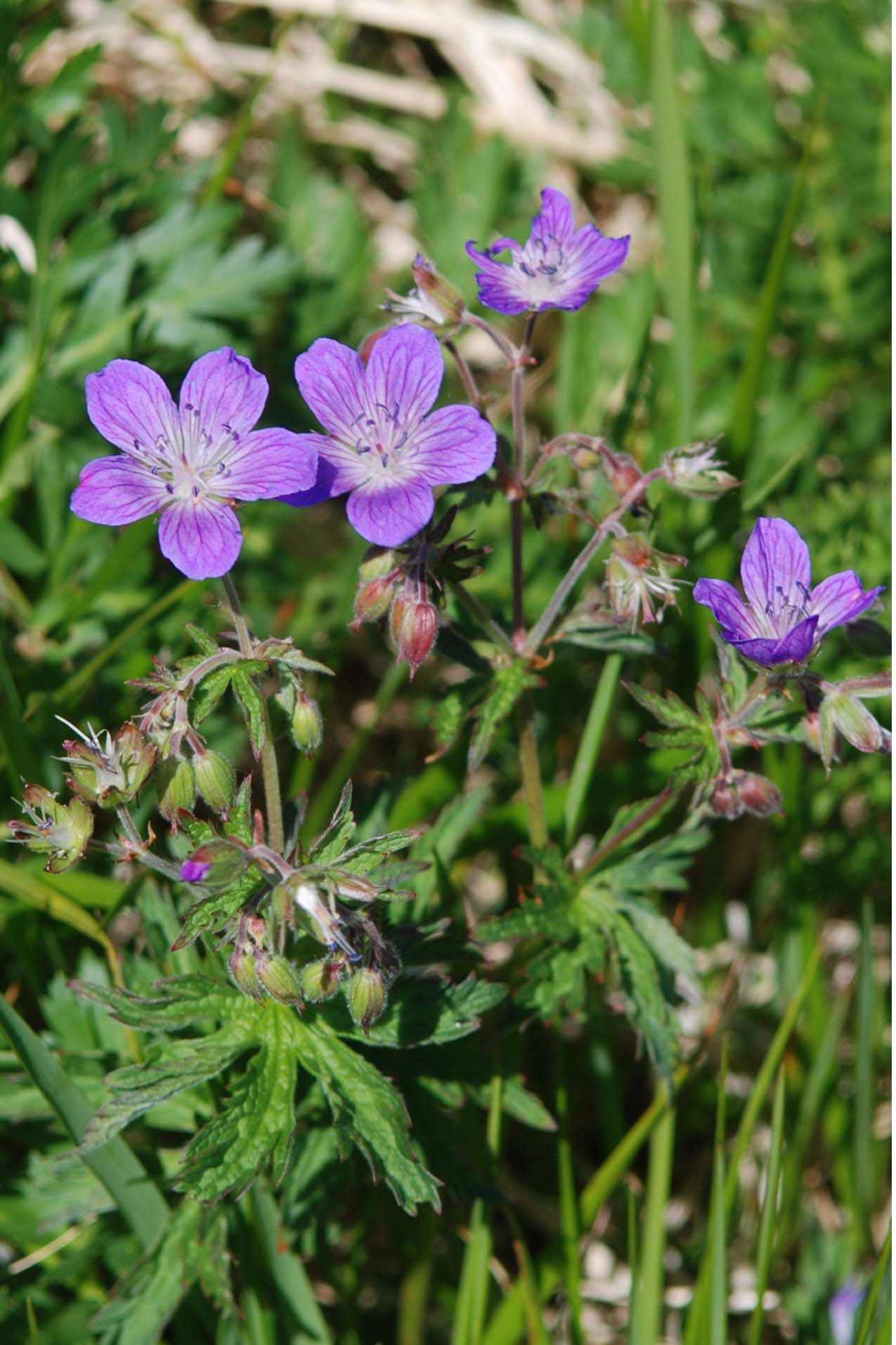 Geranium sylvaticum / Geranio silvano