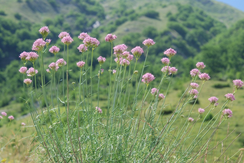 Centranthus angustifolius / Camarezza a foglia sottile
