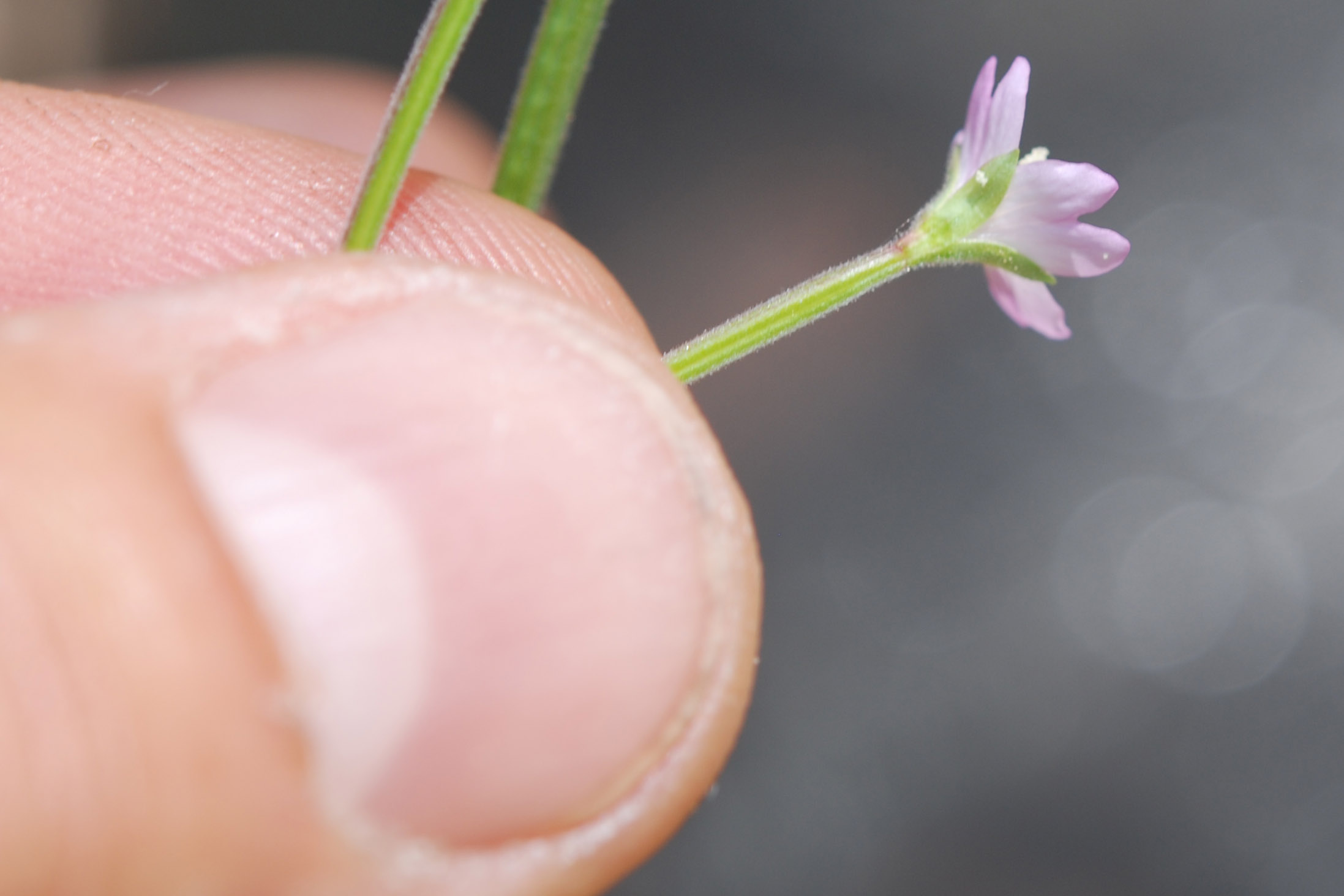 Epilobium montanum / Garofanino di montagna