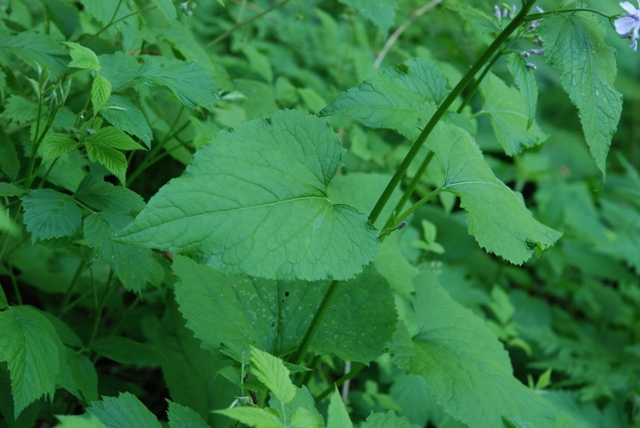 Lunaria rediviva / Lunaria comune