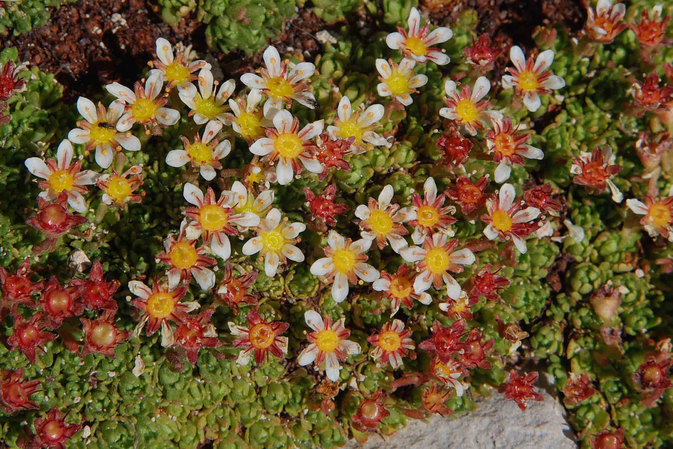 Saxifraga exarata subsp. ampullacea