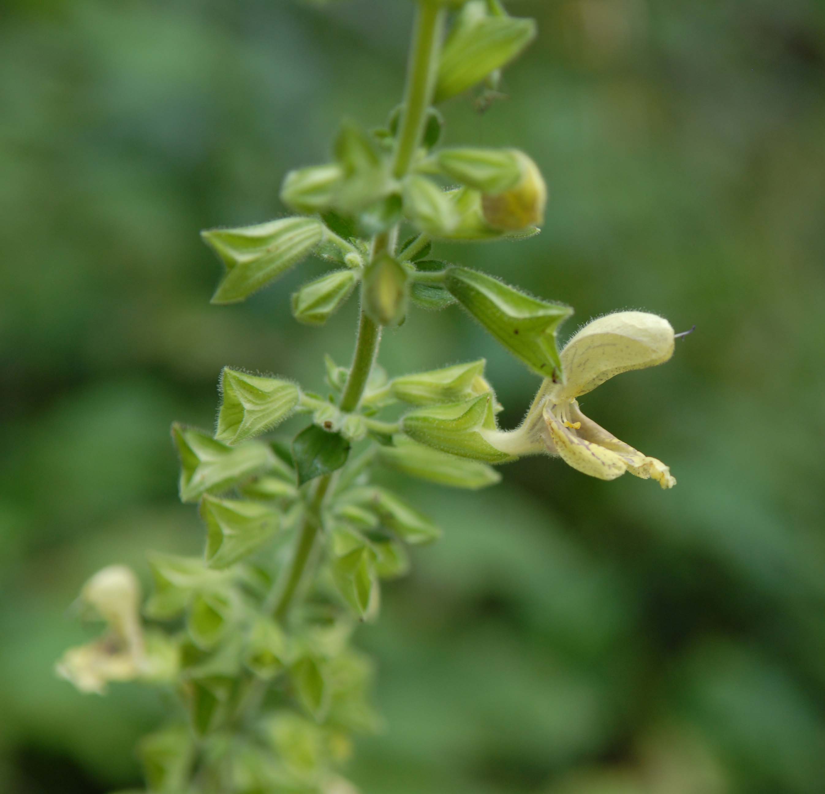 Salvia glutinosa