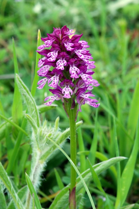 Neotinea xdietrichiana Bogenh