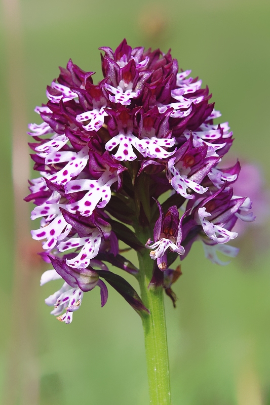Neotinea xdietrichiana Bogenh