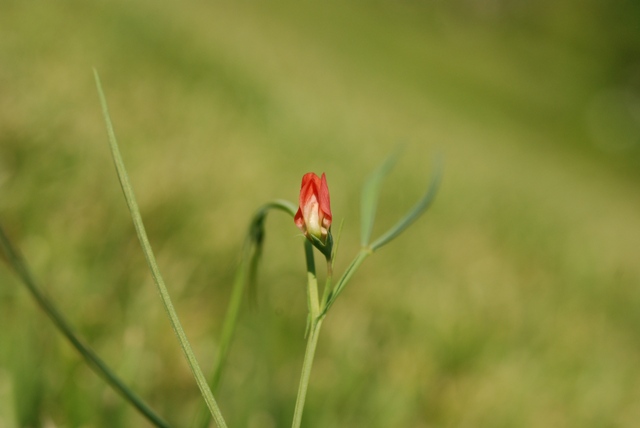 Lathyrus sphaericus