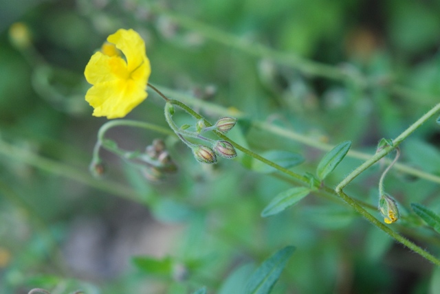 da determinare - Helianthemum sp.