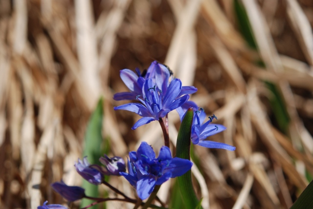 Scilla bifolia