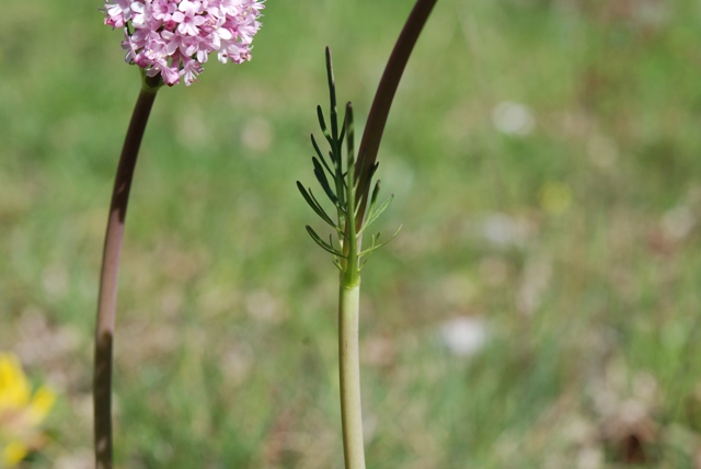 Valeriana tuberosa