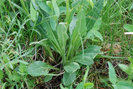 asterecea2 - Senecio cfr. doronicum