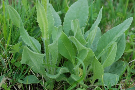 asteracea - Senecio sp.