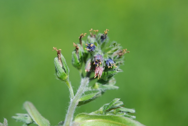 Cynoglossum apenninum (=Solenanthus apenninus) / Lingua di cane apenninica