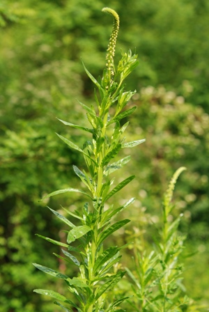 Reseda luteola