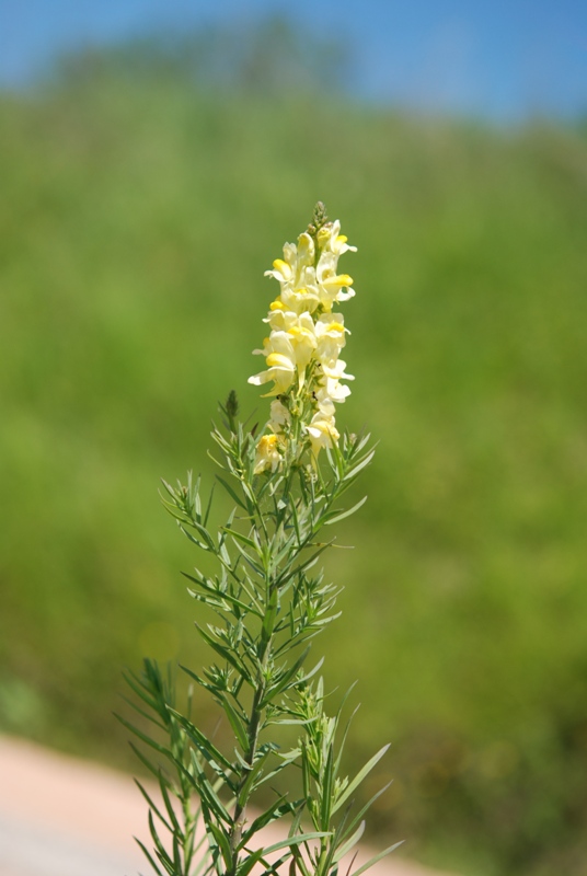 Linaria vulgaris