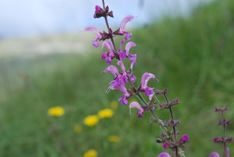 da determinare - Salvia cfr. pratensis