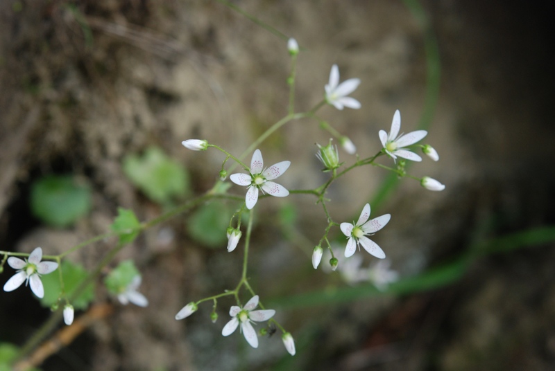 Saxifraga rotundifolia