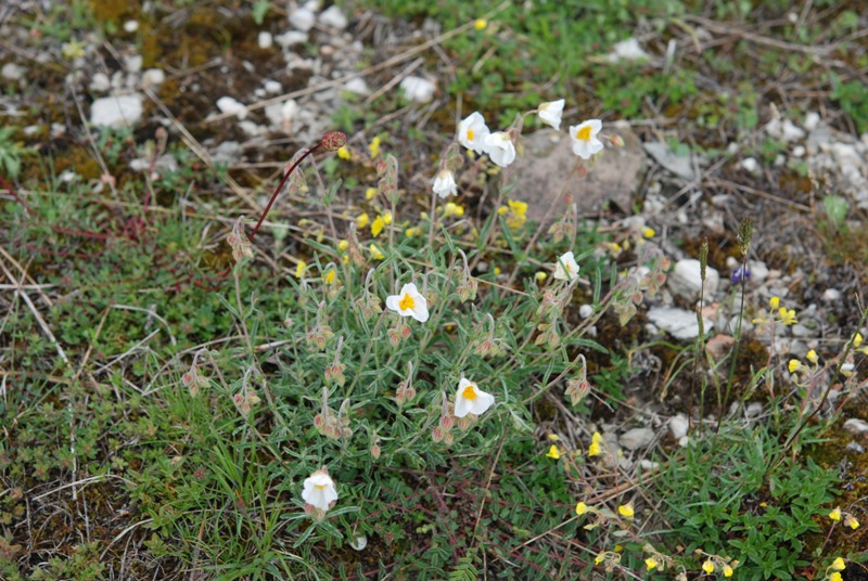 Helianthemum apenninum / Eliantemo degli Appennini