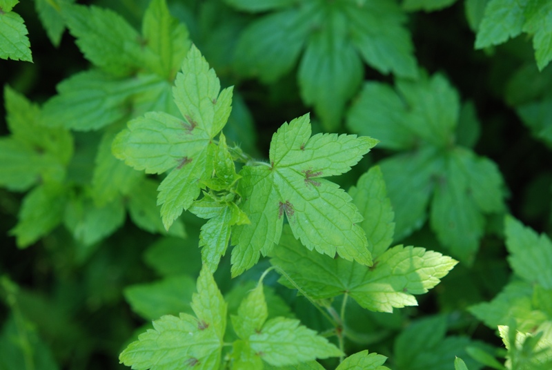 Geranium versicolor