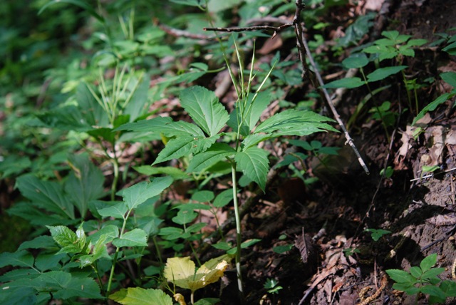 Cardamine enneaphyllos / Dentaria a nove foglie