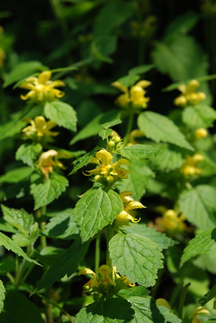 da determinare - Lamium galeobdolon