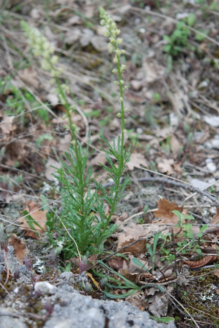 Reseda lutea
