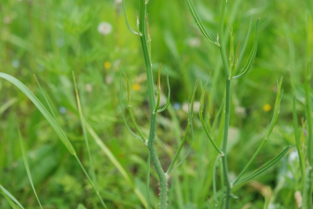Chondrilla juncea