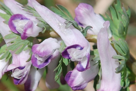 da determinare - Corydalis cfr. solida