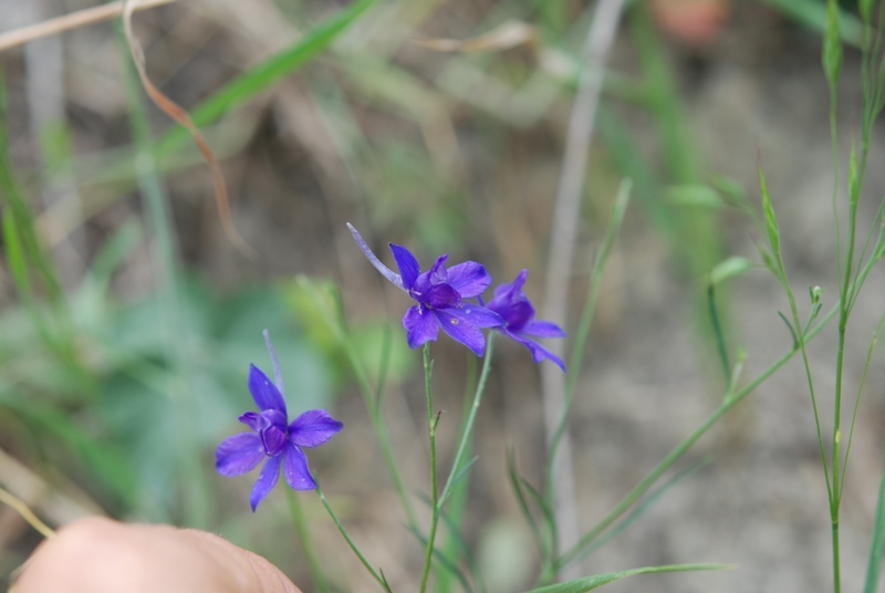 da determinare - cfr. Consolida regalis