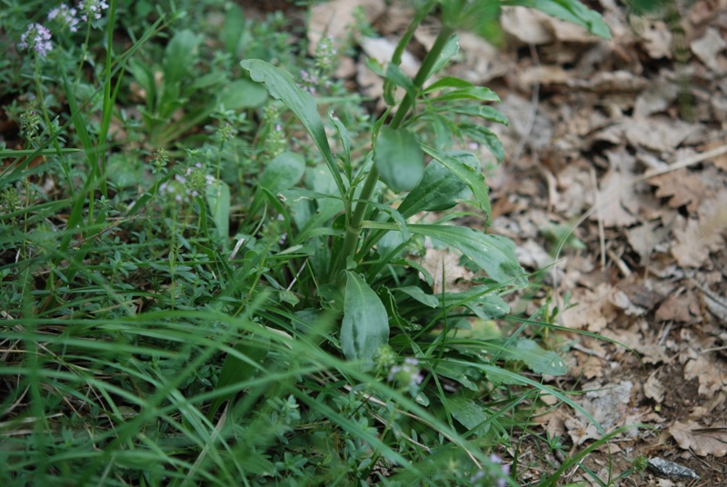 Silene otites