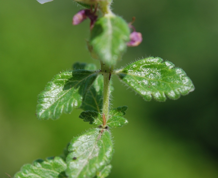 Teucrium chamaedrys