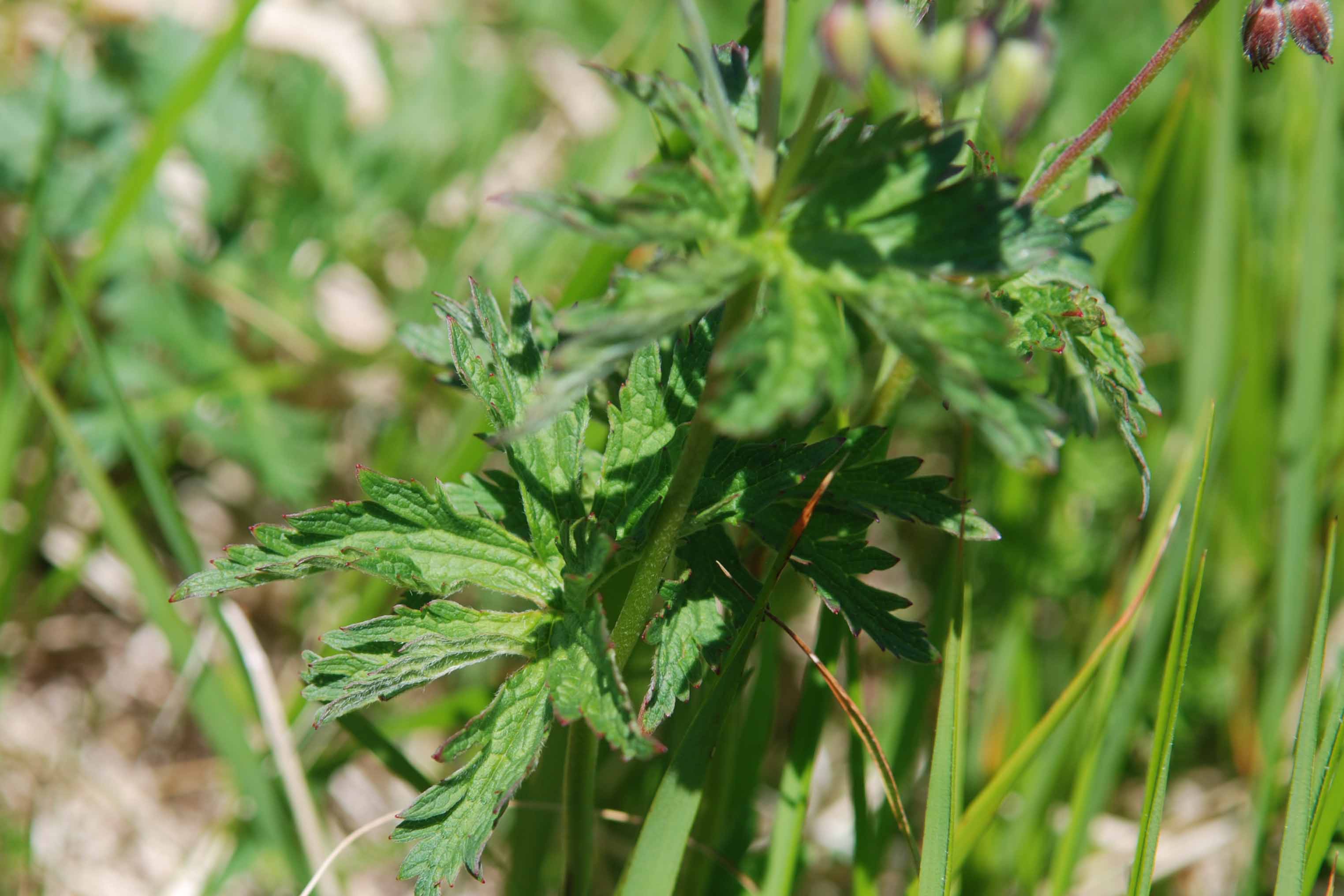 Geranium sylvaticum / Geranio silvano