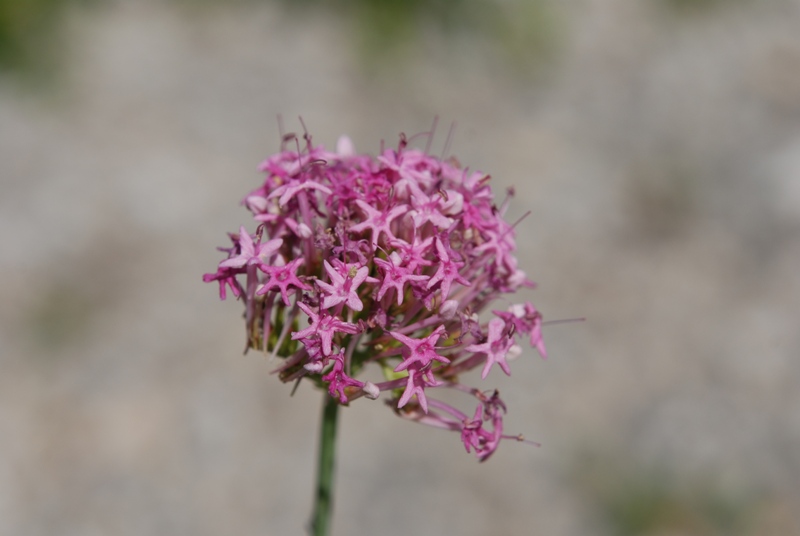 Centranthus angustifolius / Camarezza a foglia sottile