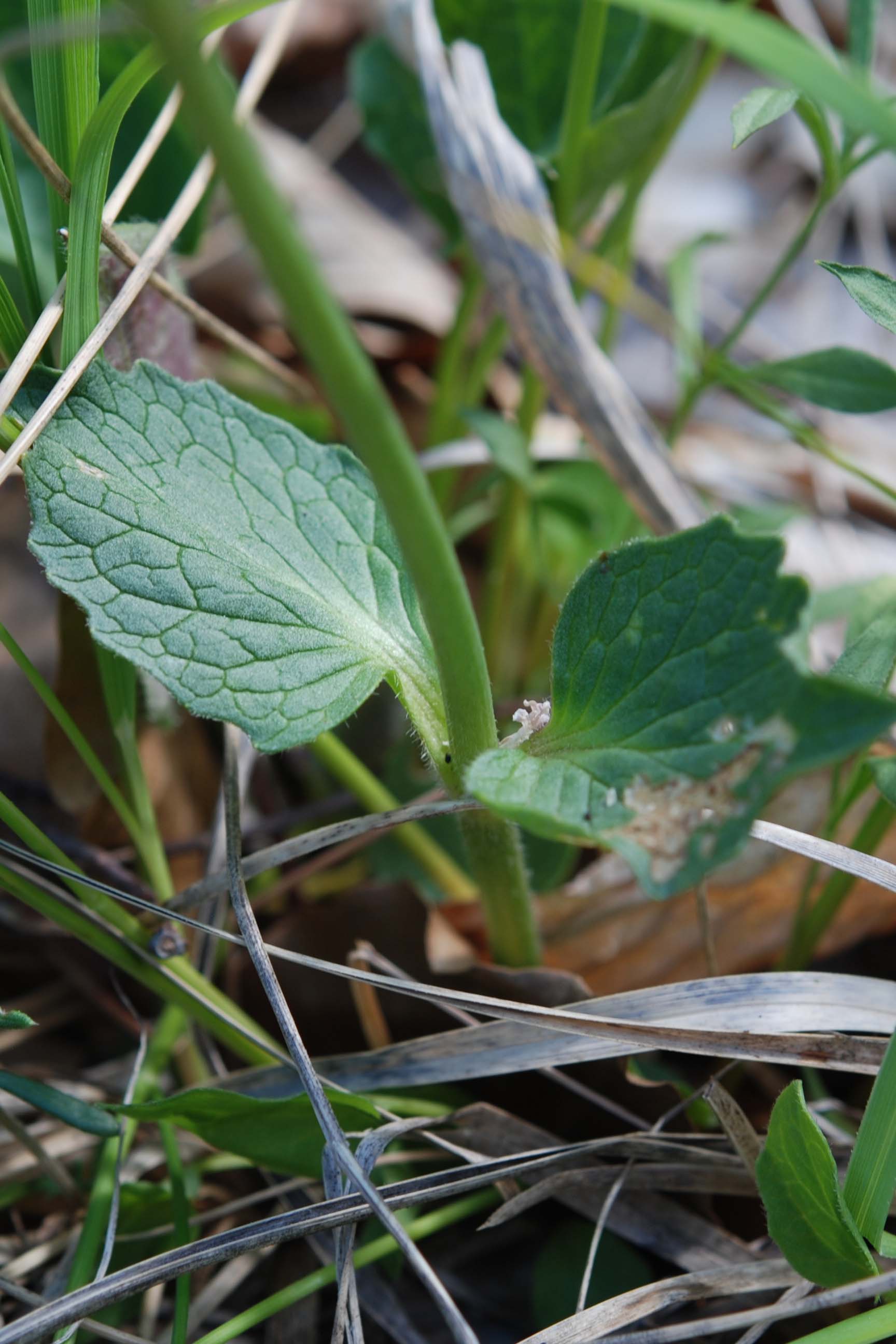 Valeriana cfr. tripteris
