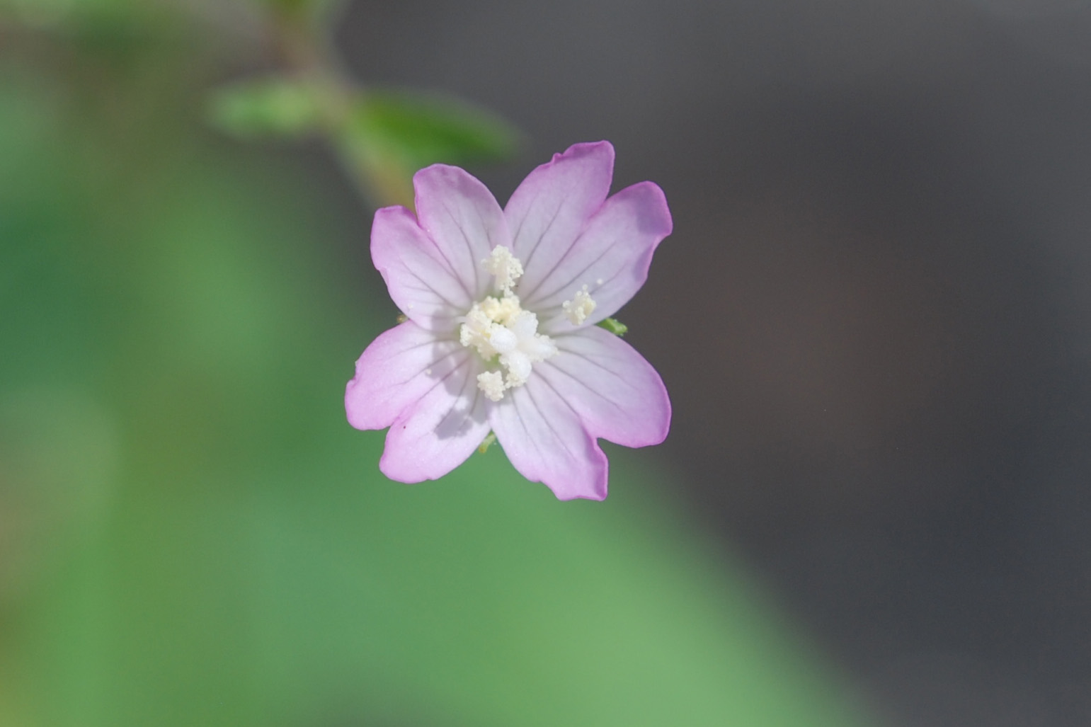 Epilobium montanum / Garofanino di montagna