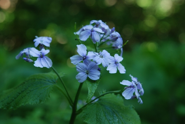 Lunaria rediviva / Lunaria comune