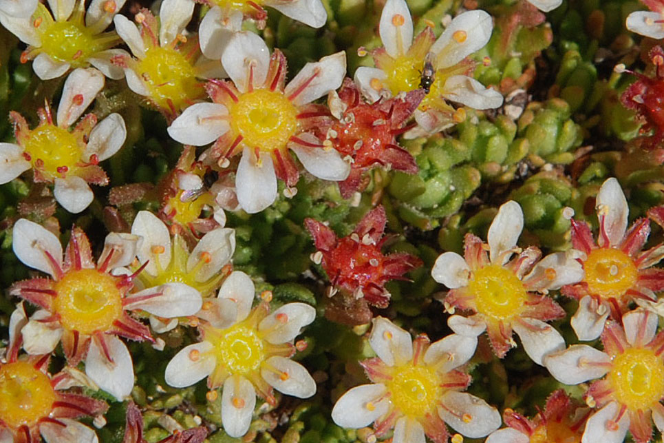 Saxifraga exarata subsp. ampullacea
