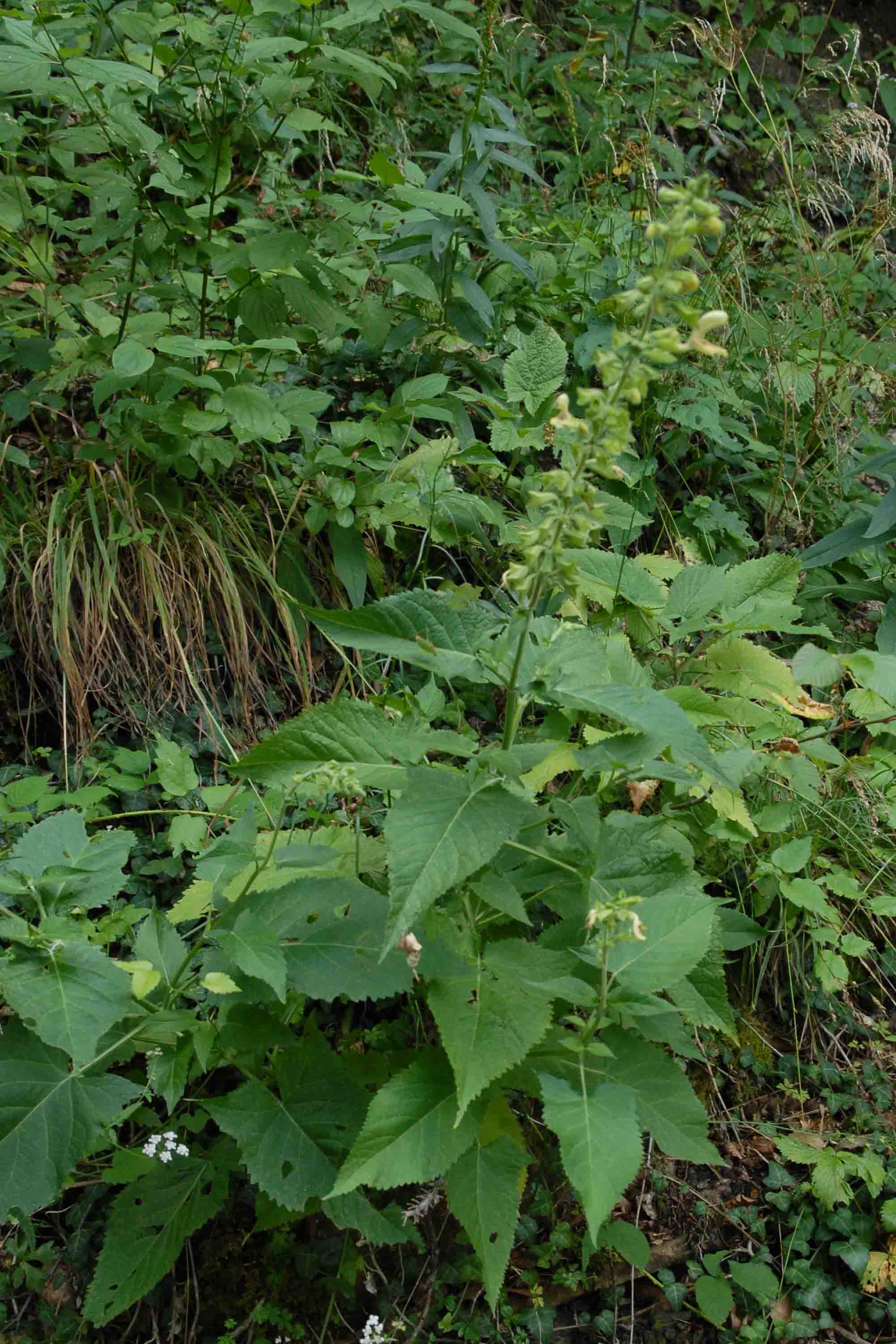 Salvia glutinosa