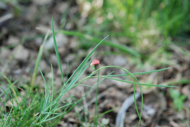 Lathyrus sphaericus
