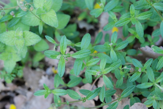 da determinare - Helianthemum sp.