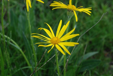 asterecea2 - Senecio cfr. doronicum