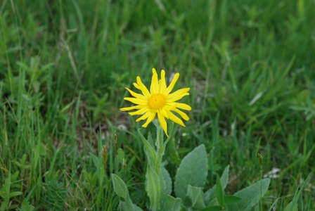 asteracea - Senecio sp.