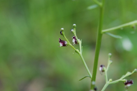 Scrophularia canina