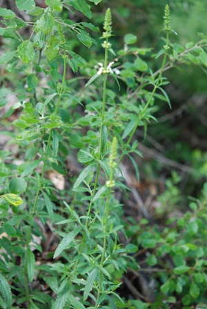 Stachys recta