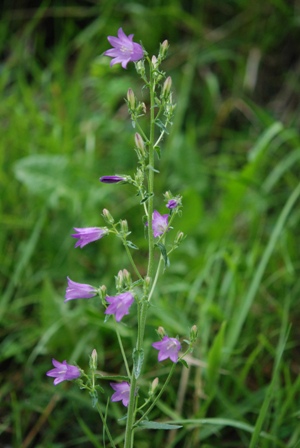 Campanula sibirica / Campanula siberiana